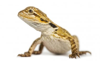 Bir sakallı WHI üzerinde izole Dragon, Pogona vitticeps, yan görünüm
