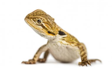 Bir sakallı WHI üzerinde izole Dragon, Pogona vitticeps, yan görünüm