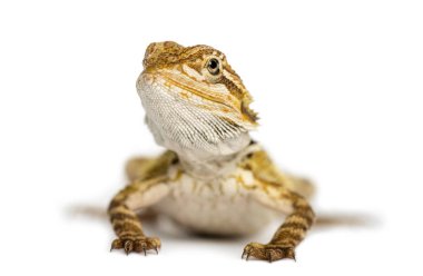 Sakallı Ejder, Pogona vitticeps, önden görünümü wh izole ediyor.