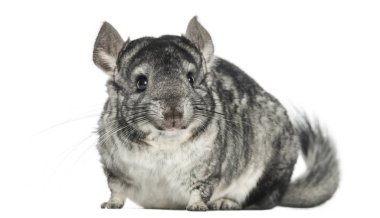 Bakan, izole üzerinde beyaz chinchilla
