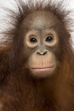 Close-up of young Bornean orangutan facing, Pongo pygmaeus, 18 m clipart