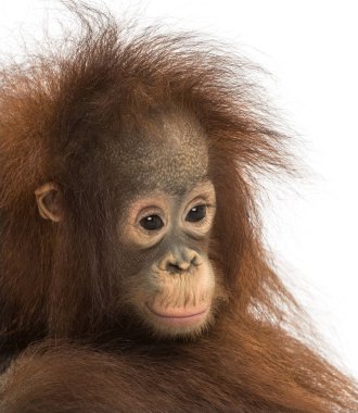 Close-up of a young pensive Bornean orangutan, Pongo pygmaeus, 1 clipart