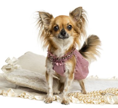 ayakta, kamera, izole o seyir chihuahua giyinip