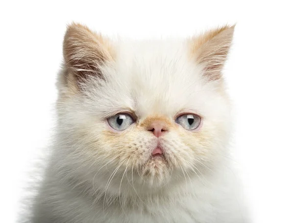 Zbliżenie: Egzotyczny Stenografia kotek, 2,5 miesięcy, na białym tle — Zdjęcie stockowe