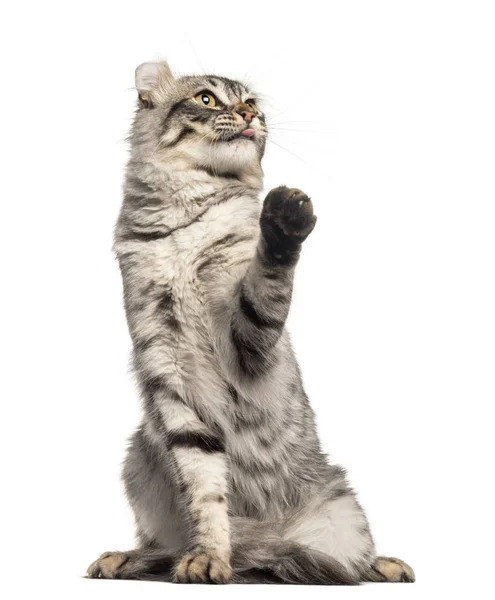 Front view of an American Curl sitting, pawing, looking up, isol — Stock Photo, Image