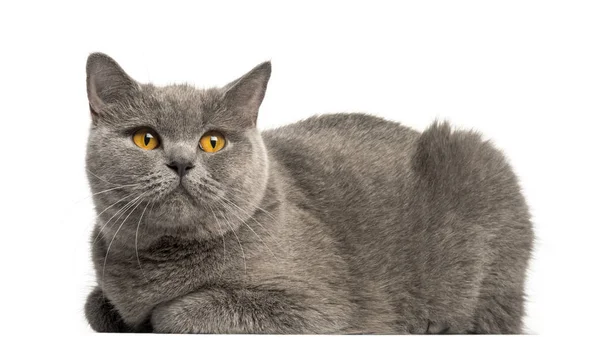 Side view of a British Shorthair lying, looking up, isolated on — Stock Photo, Image