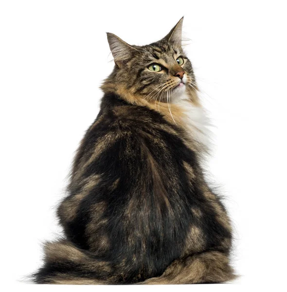 Rear view of a Norwegian Forest cat looking backwards, isolated — Stock Photo, Image