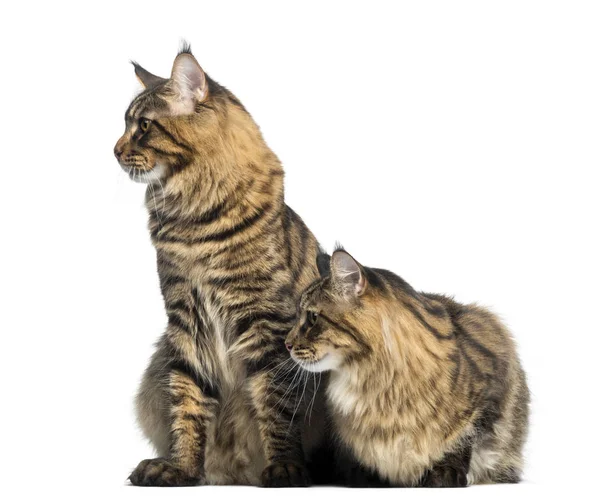 Two Maine Coon looking away, isolated on white — Stock Photo, Image