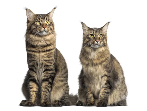 Dois Maine Coon, sentados, olhando para cima, isolados em branco — Fotografia de Stock