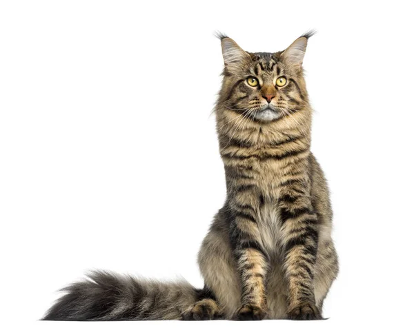 Front view of a Maine Coon, sitting, looking up, isolated on whi — Stock Photo, Image