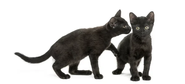 Black kitten sniffing at other kitten, 2 months old, isolated on — Stock Photo, Image