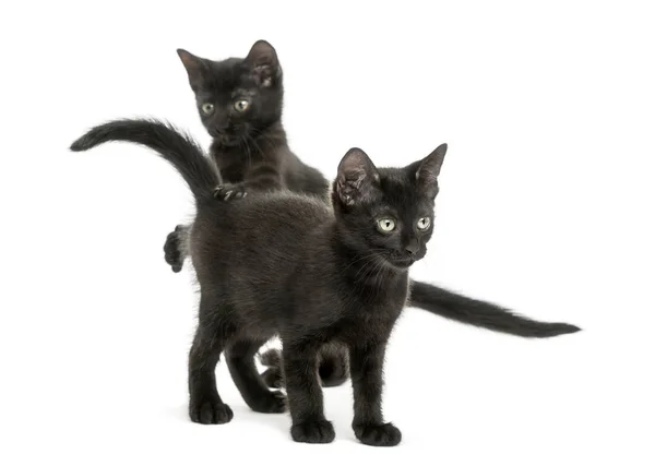Dvě černá koťátka hraní, 2 měsíce starý, izolované na bílém — Stock fotografie
