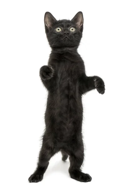 Fekete cica állva hátsó lábait, játék, felnézett, 2 hónap — Stock Fotó
