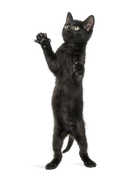 Ulaşan, 2 ay, pawing, arka ayakları üzerinde duran siyah yavru kedi — Stok fotoğraf