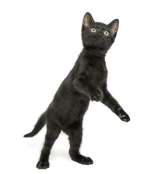 Gatito negro de pie en las patas traseras, jugando, mirando hacia arriba, 2 meses —  Fotos de Stock