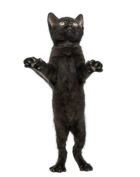 Черный котенок стоит на запястьях, играет, смотрит вверх, 2 месяца — стоковое фото