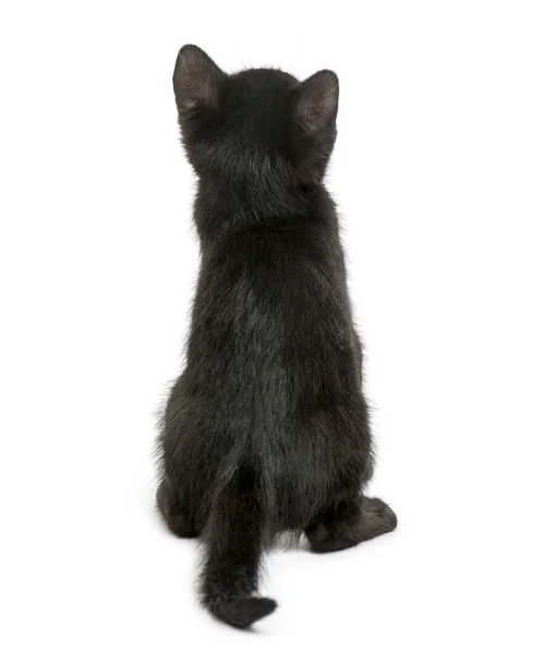 Visão traseira de um gatinho preto sentado, 2 meses, isolado em w — Fotografia de Stock