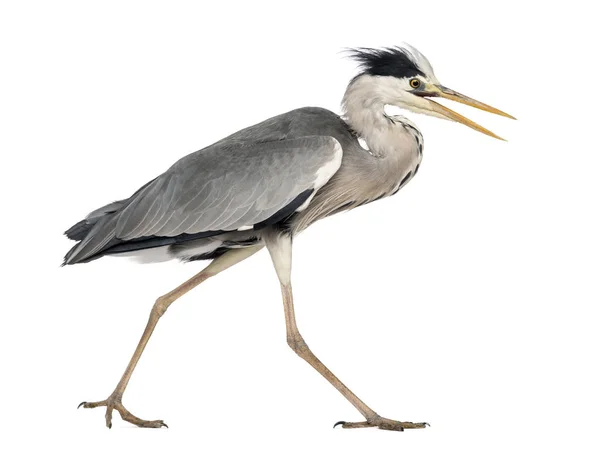 Vista lateral de una Garza Gris caminando, gritando, Ardea Cinerea, 5 — Foto de Stock