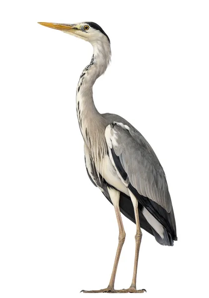 Grey Heron standing, Ardea Cinerea, 5 years old, isolated on whi — Stock Photo, Image