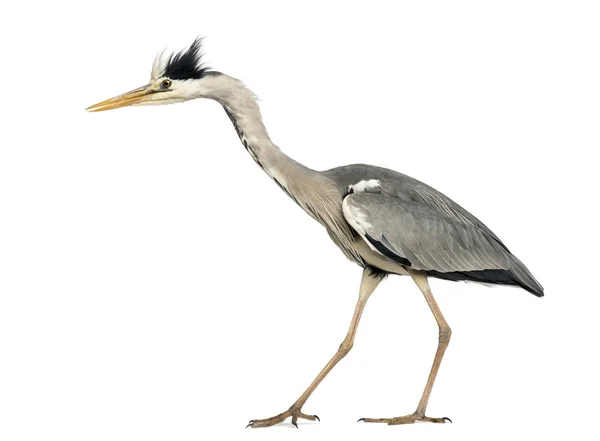 Side view of a Grey Heron walking, curious, Ardea Cinerea, 5 yea — Stock Photo, Image