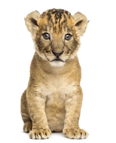 Lion cub sitting, looking at the camera, 4 weeks old, isolated o — Stock Photo, Image