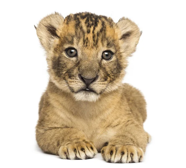 Framsida av en lejonungen liggande, 4 veckor gammal, isolerad på wh — Stockfoto