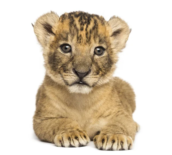 Front view of a Lion cub lying down, 4 weeks old, isolated on wh — Stock Photo, Image