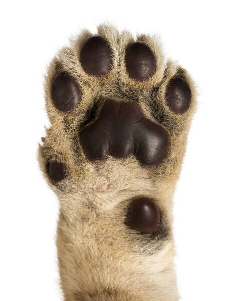 Close-up of Lion cub's pad, 4 weeks old, isolated on white