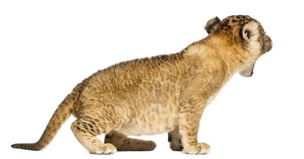 Seitenansicht eines brüllenden Löwenjungen, 4 Wochen alt, isoliert auf weiß — Stockfoto