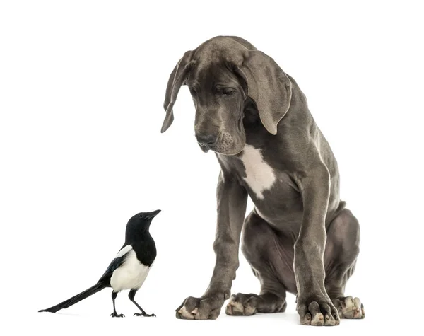 Great Dane sitting and looking at a magpie — Stock Photo, Image