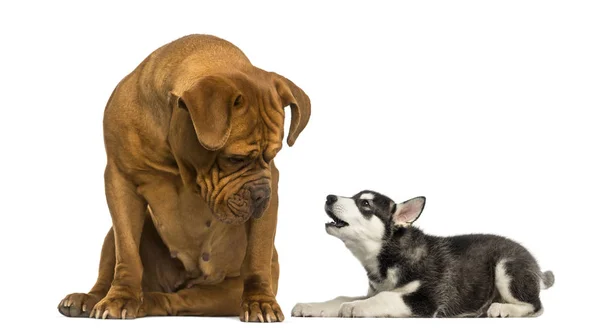 Dogue de bordeaux sitzt und einen Husky Malamute Welpen ansieht — Stockfoto