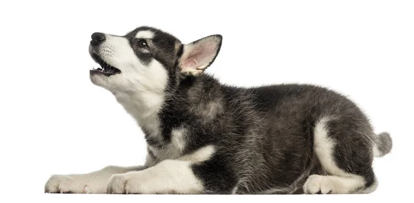 Seitenansicht eines heulenden Husky-Malamute-Welpen, isoliert auf weiß — Stockfoto