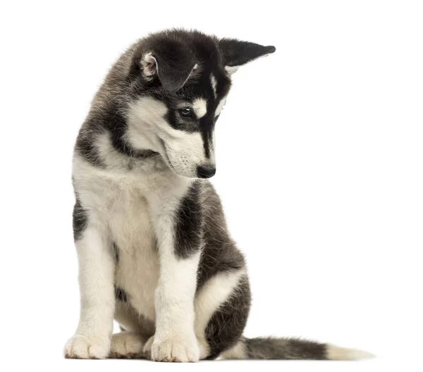 Husky malamute filhote de cachorro, sentado, olhando para baixo, isolado em branco — Fotografia de Stock