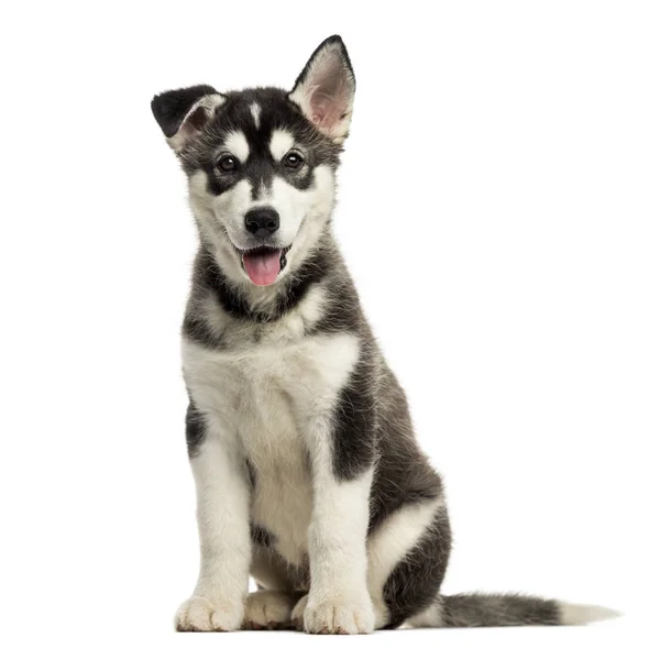 Husky malamute cachorro sentado, jadeando, aislado en blanco — Foto de Stock