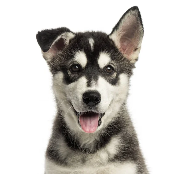 Nahaufnahme eines keuchenden Husky-Malamute-Welpen, der den Kameramann ansieht — Stockfoto