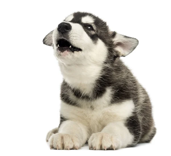 Husky Malamute Welpen liegend, heulend, isoliert auf weiß — Stockfoto