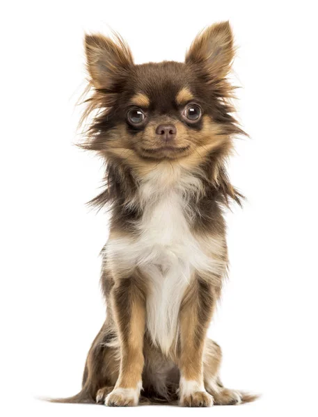 Chihuahua sitzend, in die kamera blickend, isoliert auf weiß — Stockfoto