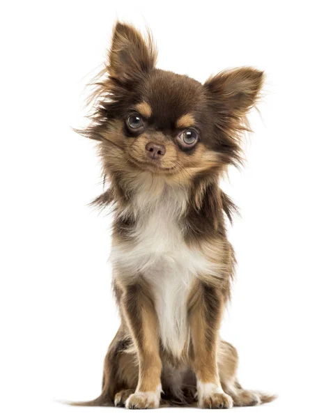 Chihuahua sitter, tittar på kameran, isolerad på vit — Stockfoto