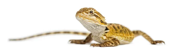 Sakallı Ejder, Pogona vitticeps, beyaz izole ediyor. — Stok fotoğraf