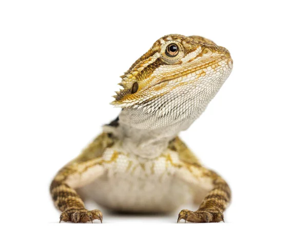 Vista frontal de un dragón barbudo, Pogona vitticeps, aísla en wh —  Fotos de Stock