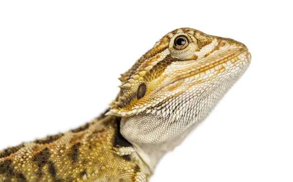 Yakın çekim sakallı Ejder profil, Pogona vitticeps, isolat