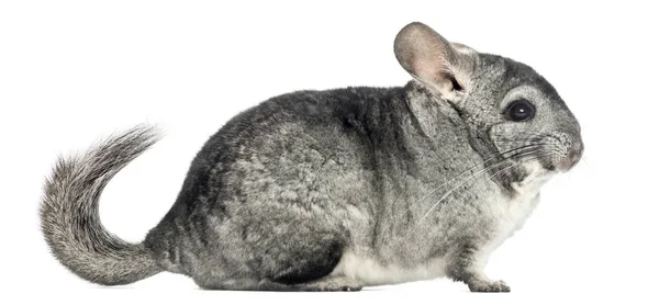 Side view of a Chinchilla, isolated on white — Stock Photo, Image