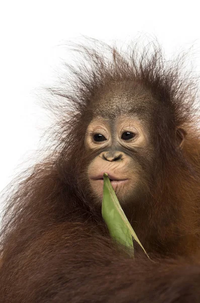 Primer plano de un joven orangután borneano masticando una hoja, pongo pigmeo — Foto de Stock