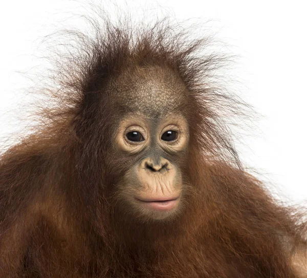 Detail mladý orangutan Bornejský, při pohledu na fotoaparát, Pong — Stock fotografie
