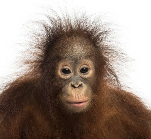 Крупный план молодого борнеанского орангутанга, смотрящего на камеру
