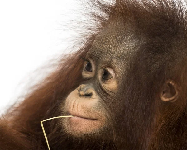 Close-up van een jonge Borneose orang-oetan met stro wisp in de mou — Stockfoto