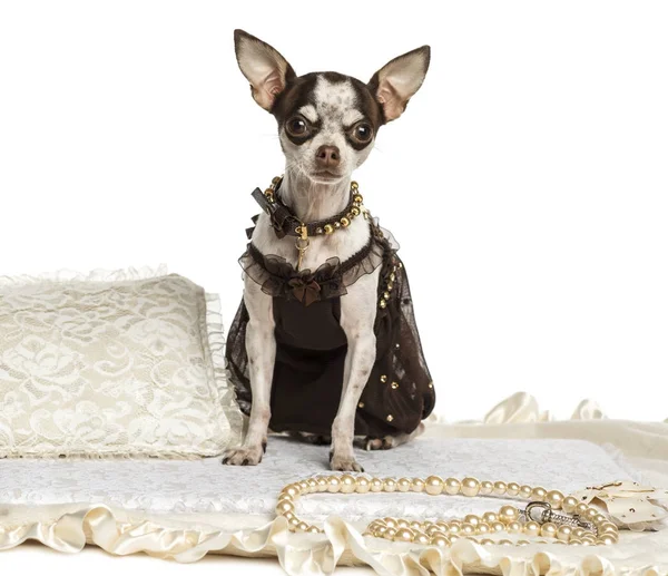 Chihuhuhua vestida sentada en una alfombra, aislada en blanco —  Fotos de Stock