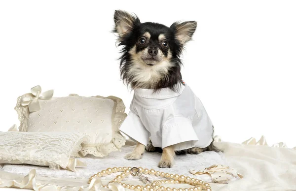 Vestida Chihuhua sentado em um tapete, isolado em branco — Fotografia de Stock