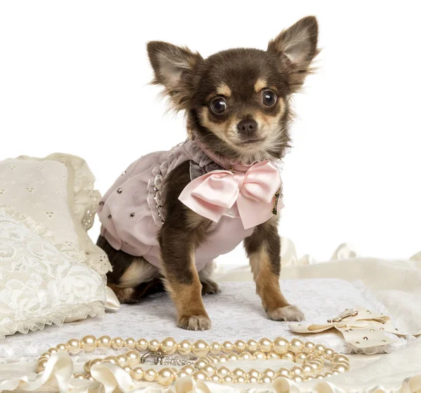 Dressed-up Chihuhua sitting on a carpet, isolated on white — Stock Photo, Image