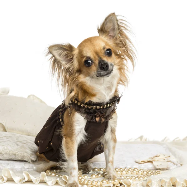 Dressed-up Chihuhua sitting on a carpet, isolated on white — Stock Photo, Image